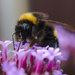 Bee by darkhorse