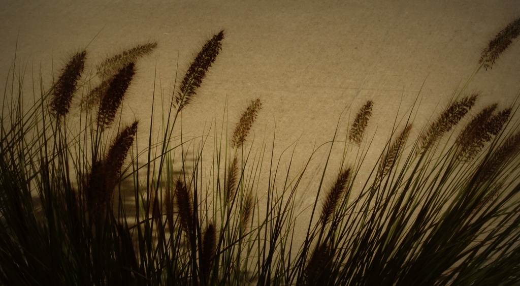 Soft ornamental grass by mittens