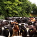 Dairy herd - 05-8 by barrowlane
