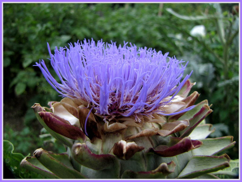 Artichoke flower by busylady