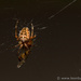 Spider & Prey by leonbuys83