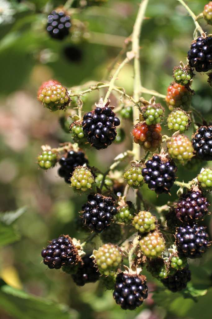 Blackberries by whiteswan