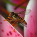 Pollen gatherer by judithdeacon