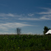 August country drive through the corn fields. by dora