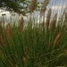 More soft ornamental grass. by mittens