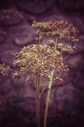 6th Aug 2013 - Dried flowers