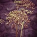 Dried flowers by cocobella
