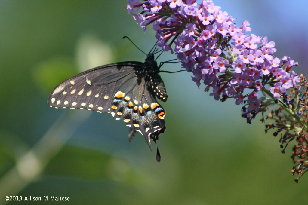 Spicebush Swallowtail by falcon11