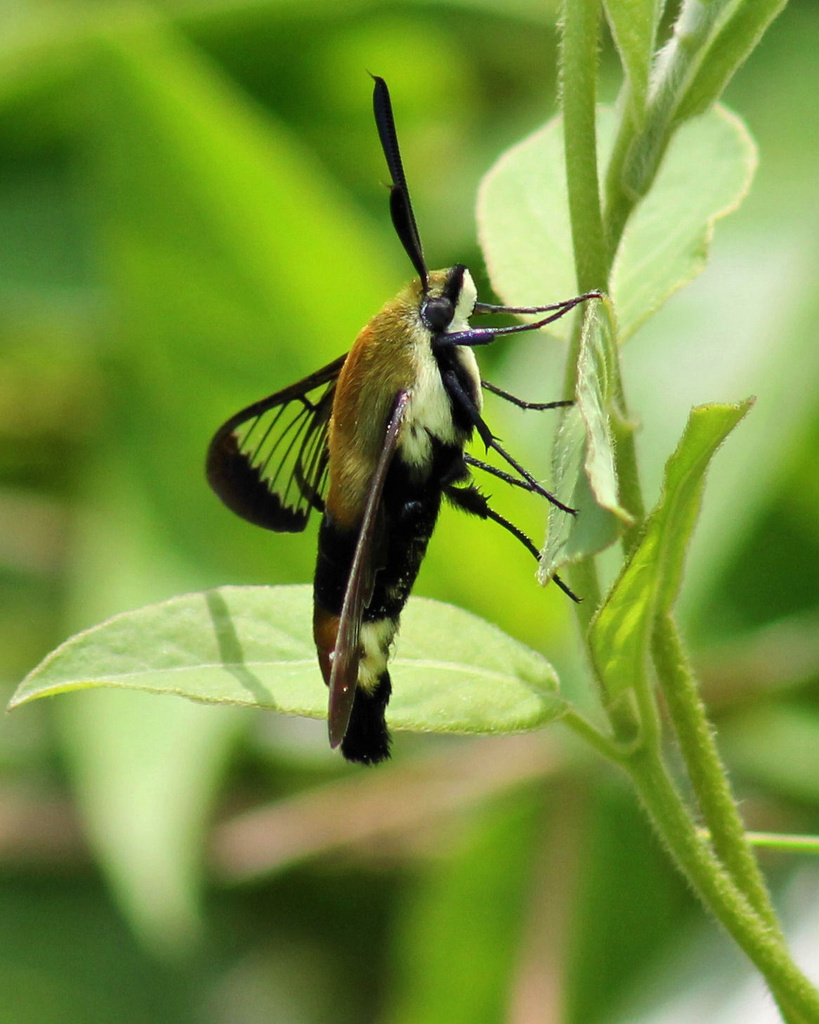 Hummingbird Moth by cjwhite