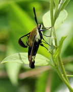 5th Aug 2013 - Hummingbird Moth