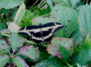 5th Aug 2013 - Butterfly