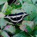 Butterfly by dakotakid35