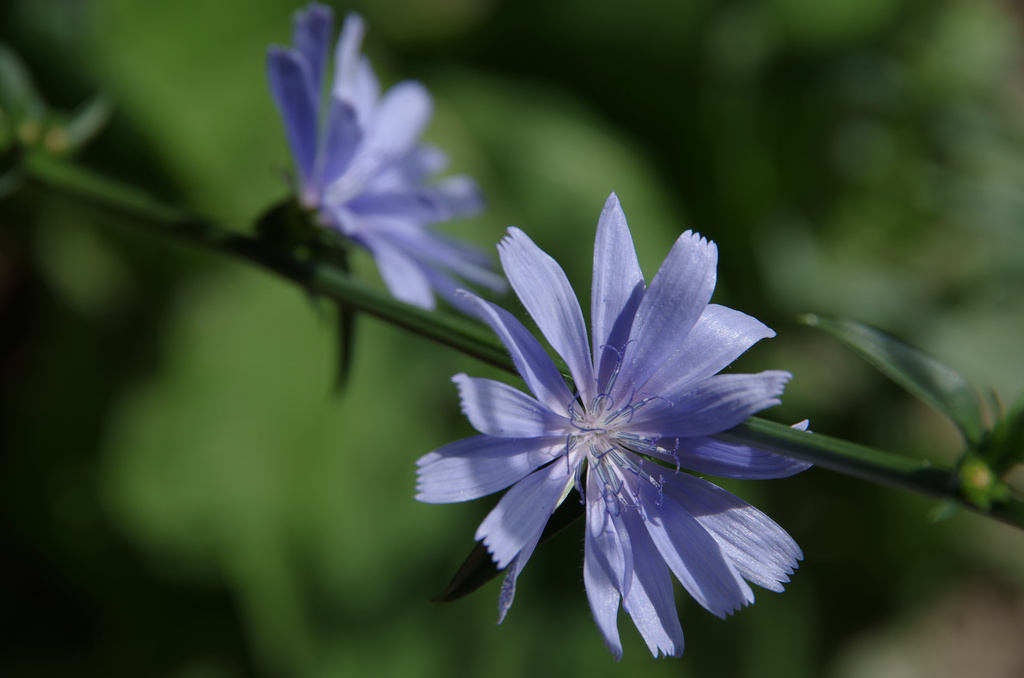 Chicory SOOC by houser934