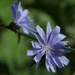 Chicory SOOC by houser934