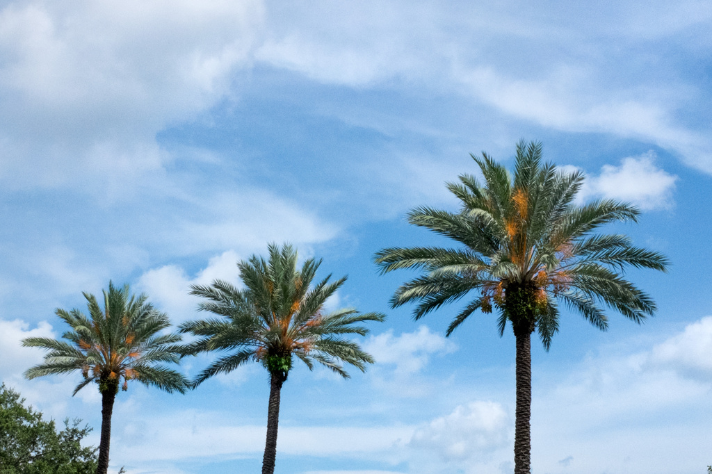 T is for Three Tropical Trees by dnszero