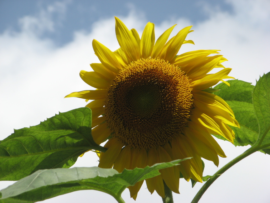 Big Sunflower by handmade
