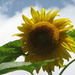 Big Sunflower by handmade
