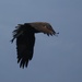 Bald Eagle Grabs Some Lunch by mzzhope