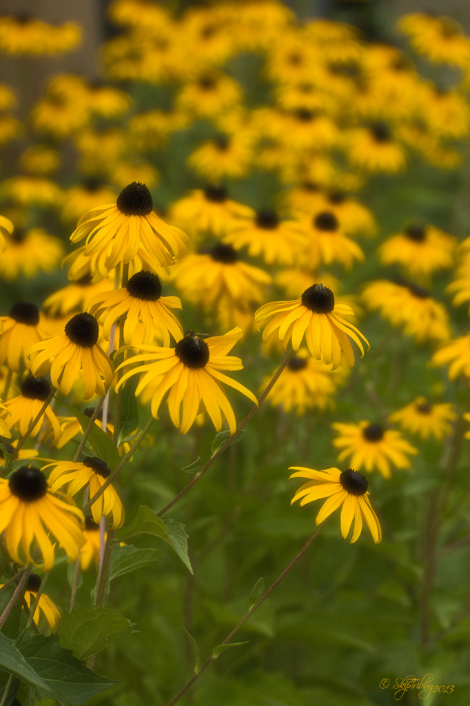 Plethora of Blackeyed Susans by skipt07