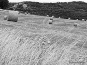 5th Aug 2013 - 5.8.13 Make Hay While The Sun Shines