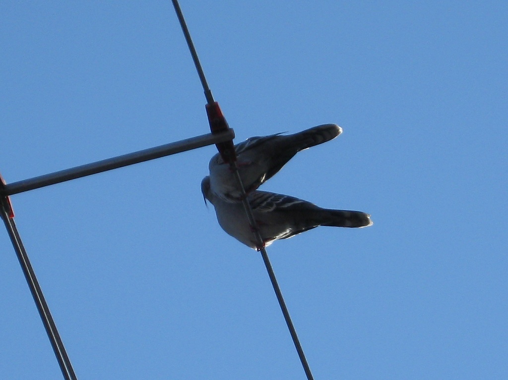 Birds on a Wire by mozette