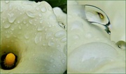 6th Aug 2013 - diptych of lilies after rain