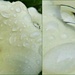 diptych of lilies after rain by quietpurplehaze