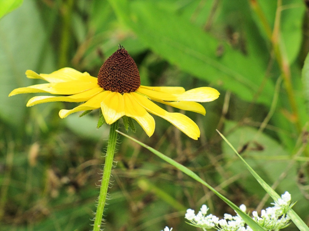 Blackeyed Susan by maggie2