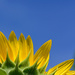 Sunflower Sky by tracys