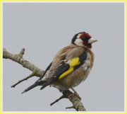 6th Aug 2013 - Goldfinch
