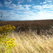 Yellow flower wheat n sky - 06-8 by barrowlane