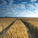 Wheat n sky - 06-8 by barrowlane