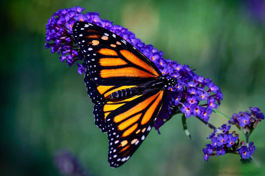 Monarch On Purple  by jgpittenger