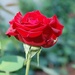 Rose by pavlina