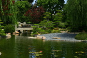 6th Aug 2013 - Japanese Gardens