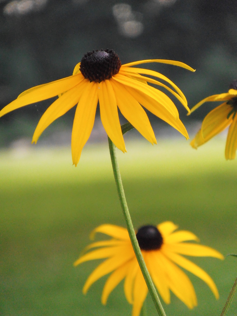 Black-Eyes Susans by julie