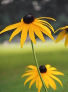 6th Aug 2013 - Black-Eyes Susans