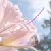 Surprise Lilies 1 by mcsiegle