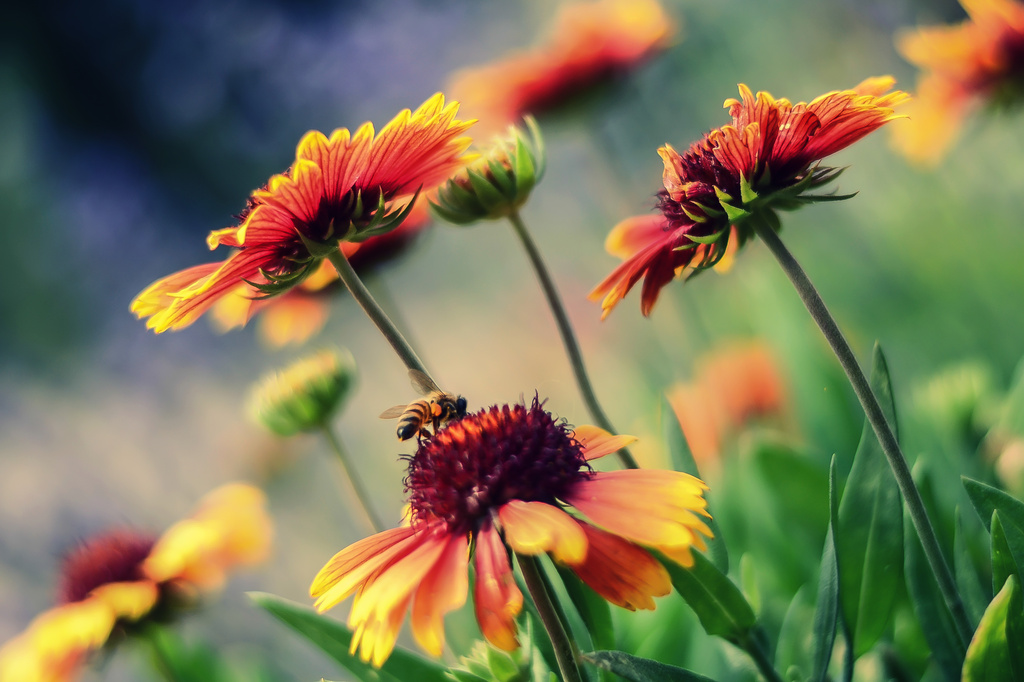 Blanket Flowers by pflaume
