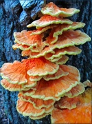 6th Aug 2013 - Chicken Of The Woods