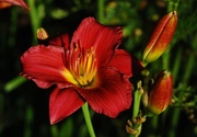 6th Aug 2013 - Day Lily