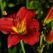 Day Lily by farmreporter