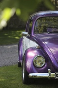 7th Aug 2013 - Purple Beetle