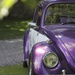 Purple Beetle by jamibann