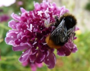 7th Aug 2013 - Busy Bee