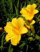 7th Aug 2013 - Classic Day Lilies