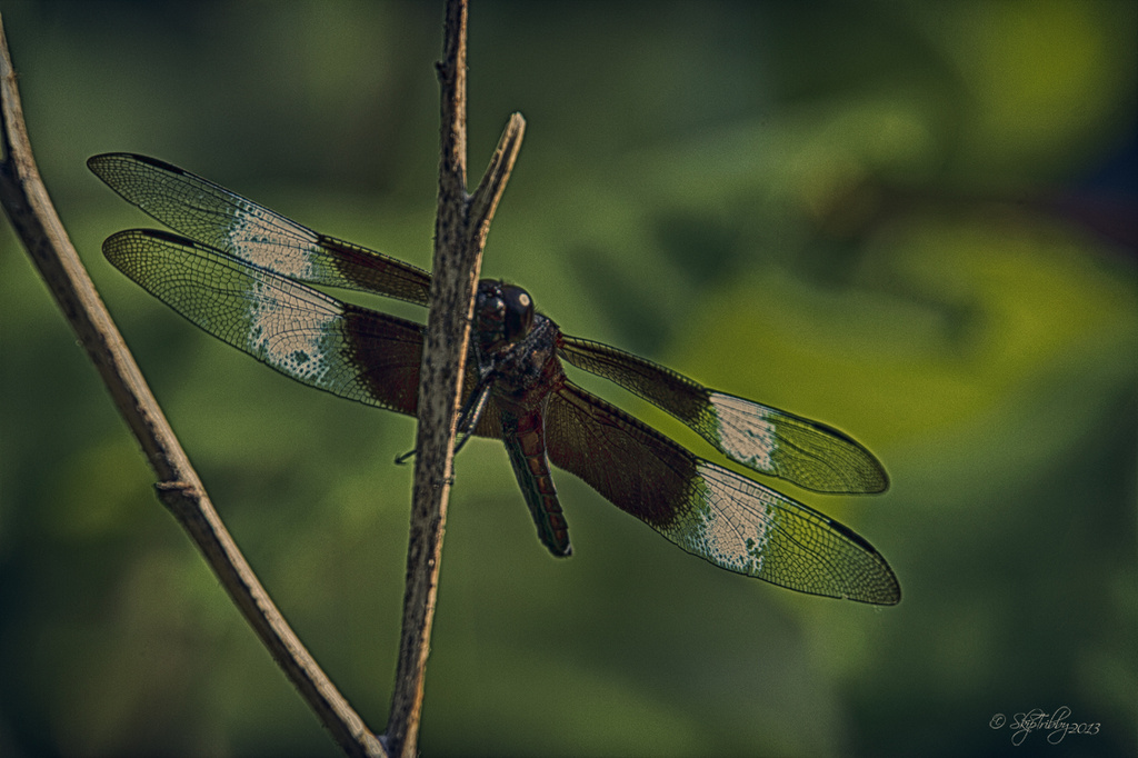 Male Widow Skimmer Dragonfly by skipt07