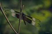 6th Aug 2013 - Male Widow Skimmer Dragonfly