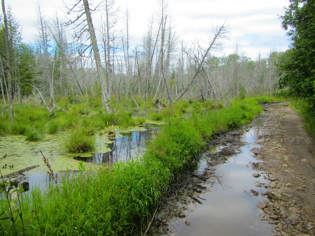 Swamp Left, Trail Right by juliedduncan