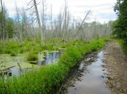 1st Aug 2013 - Swamp Left, Trail Right